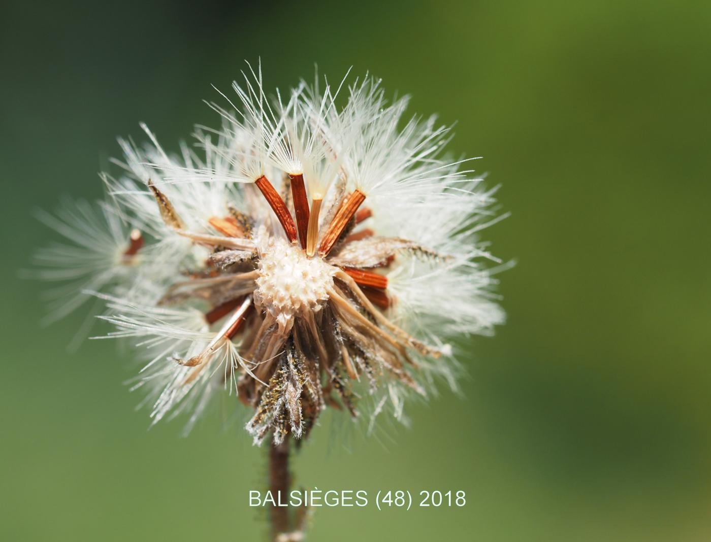 Hawkweed, [Branched] fruit